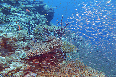 A shoal of small fish swimming over Acropora species hard corals, on a coral reef in Gaafu Dhaalu atoll, in the far south of the Maldives, Indian Ocean.
