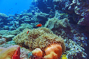 Heteractis species sea anemone guarded by Clownfish (Amphiprion species) on a coral reef in Gaafu Dhaalu atoll, in the far south of the Maldives, Indian Ocean.