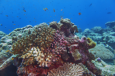 Acropora species scleractinic hard corals, showing some bleaching, growing on a coral reef in Gaafu Dhaalu atoll, in the far south of the Maldives, Indian Ocean.