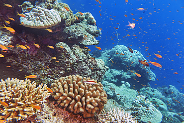 A mix of hard corals, with a Pocillopora species coral in the centre, growing on a coral reef in Gaafu Dhaalu atoll, in the far south of the Maldives, Indian Ocean.