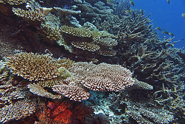 A mixture of Acropora species scleractinic hard corals, growing on a coral reef in Gaafu Dhaalu atoll, in the far south of the Maldives, Indian Ocean.