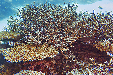 A mixture of Acropora species scleractinic hard corals, growing on a coral reef in Gaafu Dhaalu atoll, in the far south of the Maldives, Indian Ocean.