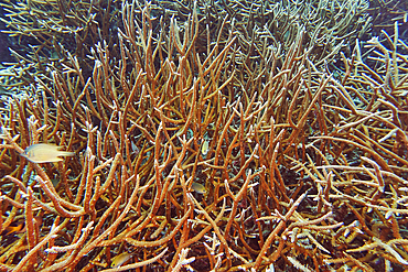 A 'forest' of Staghorn (Acropora species) hard corals, on a coral reef in Gaafu Dhaalu atoll, in the far south of the Maldives, Indian Ocean.