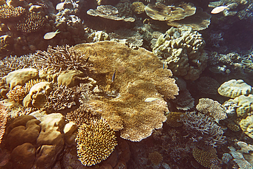 A mixture of scleractinic hard corals on a coral reef in Gaafu Dhaalu atoll, in the far south of the Maldives, Indian Ocean.
