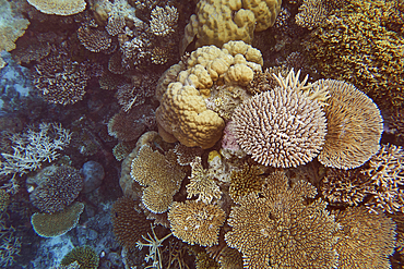 A mixture of scleractinic hard corals on a coral reef in Gaafu Dhaalu atoll, in the far south of the Maldives, Indian Ocean.