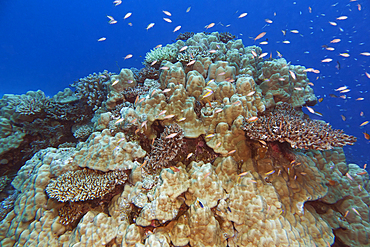 A mixture of scleractinic hard corals on a coral reef in Gaafu Dhaalu atoll, in the far south of the Maldives, Indian Ocean.