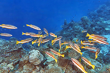Two-Spot Banded Snappers (Lutjanus biguttatus) on a coral reef in Gaafu Dhaalu atoll, in the far south of the Maldives, Indian Ocean.