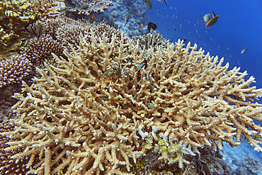 A growth of Acropora species, and one Goniastrea species (centre) scleractinic hard corals, on a coral reef in Gaafu Dhaalu atoll, in the far south of the Maldives, Indian Ocean.