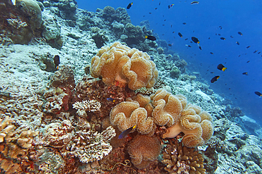 Mushroon Leather Coral (Sarcophyton species), a soft coral, growing on a coral reef in Gaafu Dhaalu atoll, in the far south of the Maldives, Indian Ocean.
