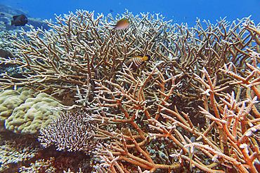 Staghorn scleractinic hard corals (Acropora species), on a coral reef in Gaafu Dhaalu atoll, in the far south of the Maldives, Indian Ocean.