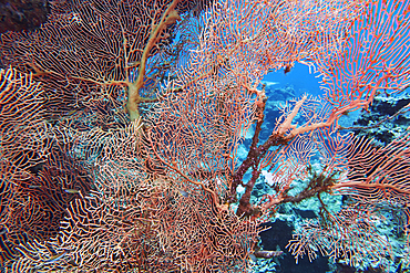A huge Echinogorgia species sea fan, more than two metres across, on a coral reef in Gaafu Dhaalu atoll, in the far south of the Maldives, Indian Ocean.