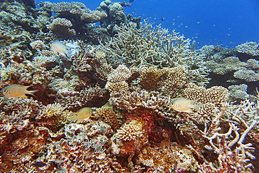 A mixture of Acropora species scleractinic hard corals, on a coral reef in Gaafu Dhaalu atoll, in the far south of the Maldives, Indian Ocean.