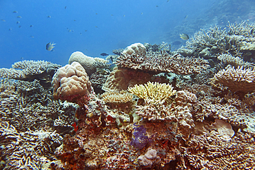 A mixture of Acropora species scleractinic hard corals, on a coral reef in Gaafu Dhaalu atoll, in the far south of the Maldives, Indian Ocean.