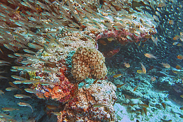 A shoal of tiny fish swimming over a coral reef in the Gaafu Dhaalu atoll, in the far south of the Maldives, Indian Ocean.