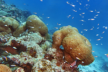 Goniopora species hard coral, on a coral reef in Gaafu Dhaalu atoll, in the far south of the Maldives, Indian Ocean.