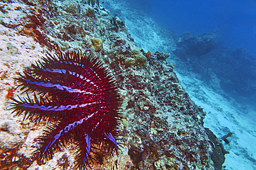 A Crown-of-Thorns starfish (Acanthaster planci) on a badly damaged section of a coral reef in Gaaful Dhaalu atoll, in the faer south of the Maldives, Indian Ocean.