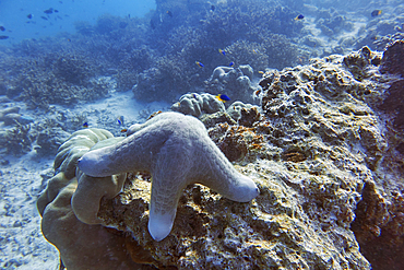 A Choriaster species starfish does a 'hand-stand', on a coral reef in Gaafu Dhaalu atoll, in the far south of the Maldives, Indian Ocean.