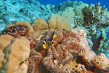 Clownfish (Amphiprion species) guarding their sea anemone home; on a coral reef in Gaafu Dhaalu atoll, in the far south of the Maldives, Indian Ocean.