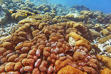 A bed of Sea Anemones and occasional hard corals, on a coral reef in Gaafu Dhaalu atoll, in the far south of the Maldives, Indian Ocean.