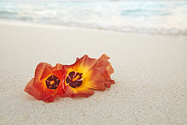 Flowers of the Sea Hibiscus (Hibiscus tiliaceus) on the beach on Havodda Island, Gaafu Dhaalu atoll, in the far south of the Maldives, Indian Ocean.
