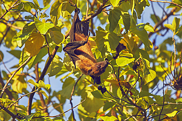 An Indian Flying Fox (Pteropus medius) feeding in a tree on Havodda Island, Gaafu Dhaalu atoll, in the far south of the Maldives, in the Indian Ocean.