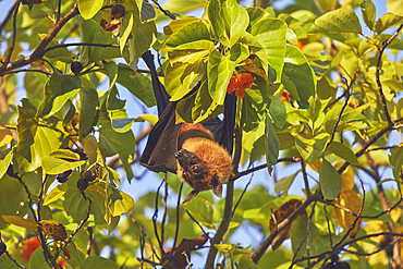 An Indian Flying Fox (Pteropus medius) feeding in a tree on Havodda Island, Gaafu Dhaalu atoll, in the far south of the Maldives, in the Indian Ocean.