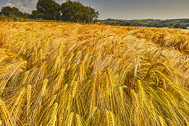 A field of nearly-ripe barley, in a field near Teignmouth, Devon, Great Britain.