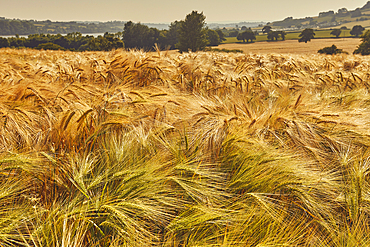 A field of nearly-ripe barley, in a field near Teignmouth, Devon, Great Britain.