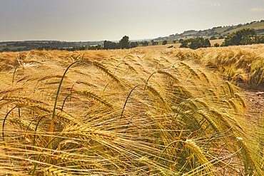 A field of nearly-ripe barley, in a field near Teignmouth, Devon, Great Britain.