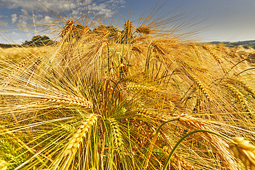 A close-up of nearly-ripe barley, in a field near Teignmouth, Devon, Great Britain.