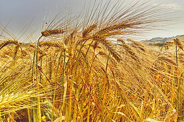 A close-up of nearly-ripe barley, in a field near Teignmouth, Devon, Great Britain.