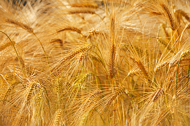 A close-up of nearly-ripe barley, in a field near Teignmouth, Devon, Great Britain.