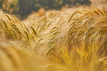 A close-up of nearly-ripe barley, in a field near Teignmouth, Devon, Great Britain.