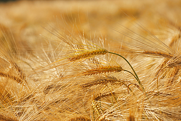 A close-up of nearly-ripe barley, in a field near Teignmouth, Devon, Great Britain.