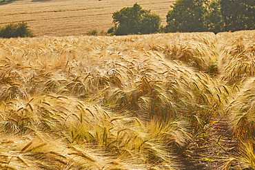 A field of nearly-ripe barley, in a field near Teignmouth, Devon, Great Britain.