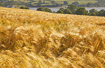 A field of nearly-ripe barley, in a field near Teignmouth, Devon, Great Britain.