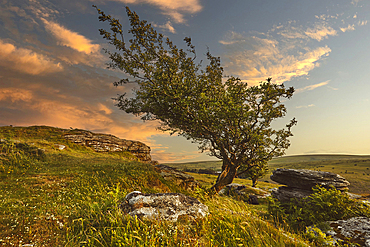 Wind-blown hawthorn tree at sunset on Bench Tor, near Holne, Dartmoor National Park, Devon, Great Britain.