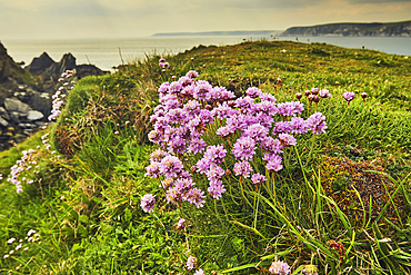 Sea Pink, or Thrift, Armeria maritima, in flower in May, on cliffs on Burgh Island, on the south Devon coast, Great Britain.