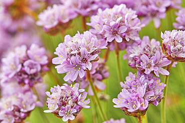 Sea Pink, or Thrift, Armeria maritima, in flower in May, on cliffs on Burgh Island, on the south Devon coast, Great Britain.