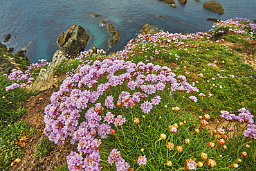 Sea Pink, or Thrift, Armeria maritima, in flower in May, on cliffs on Burgh Island, on the south Devon coast, Great Britain.