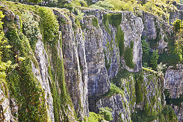 Limestone cliffs in Cheddar Gorge, in the Mendip Hills, Somerset, Great Britain.