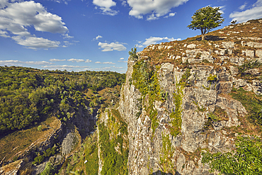 A hawthorn tree, Crataegus species, in flower in spring, on the edge of the cliffs in Cheddar Gorge, in the Mendip Hills, Somerset, Great Britain.