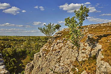 Whitebeam trees (Sorbus aria), growing on the very edge of the cliffs of Cheddar Gorge, in the Mendip Hills, Somerset, Great Britain.