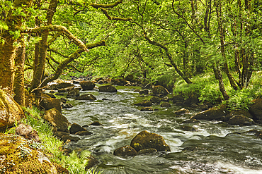 The River Dart flowing around boulders and through woodland in the Dart Valley National Nature Reserve, near Dartmeet, Dartmoor National Park, Devon, Great Britain.