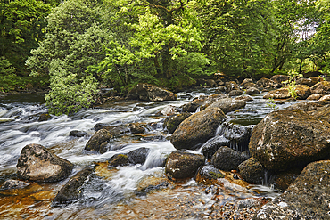 The River Dart flowing around boulders and through woodland in the Dart Valley National Nature Reserve, near Dartmeet, Dartmoor National Park, Devon, Great Britain.