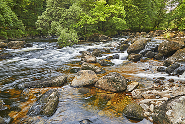 The River Dart flowing around boulders and through woodland in the Dart Valley National Nature Reserve, near Dartmeet, Dartmoor National Park, Devon, Great Britain.
