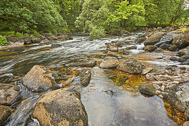 The River Dart flowing around boulders and through woodland in the Dart Valley National Nature Reserve, near Dartmeet, Dartmoor National Park, Devon, Great Britain.
