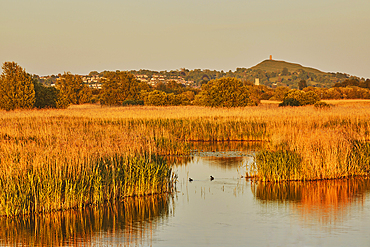 Evening sunlight view of Glastonbury Tor, seen across over Ham Wall Nature Reserve, one of the Avalon Marshes, near Glastonbury, Somerset, Great Britain.