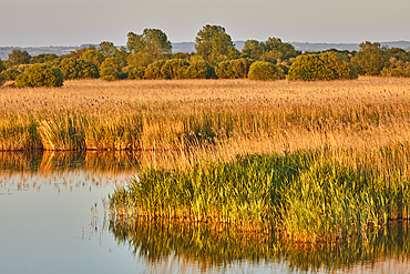 Evening sunlight in spring over Ham Wall Nature Reserve, one of the Avalon Marshes, near Glastonbury, Somerset, Great Britain.