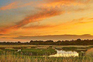 Dusk over the marshes of Ham Wall Nature Reserve, one of the Avalon Marshes, near Glastonbury, Somerset, Great Britain.